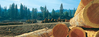 Stère de bois empilé