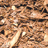 Écorces de bois